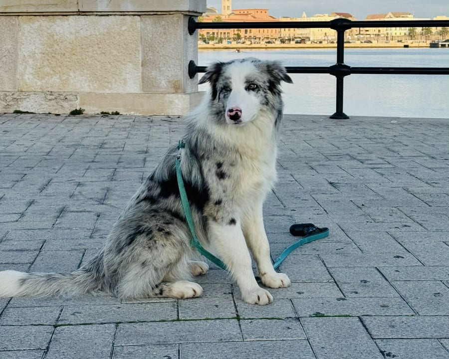 Lello, border collie blue merle, seduto al guinzaglio sul lungomare di Bari